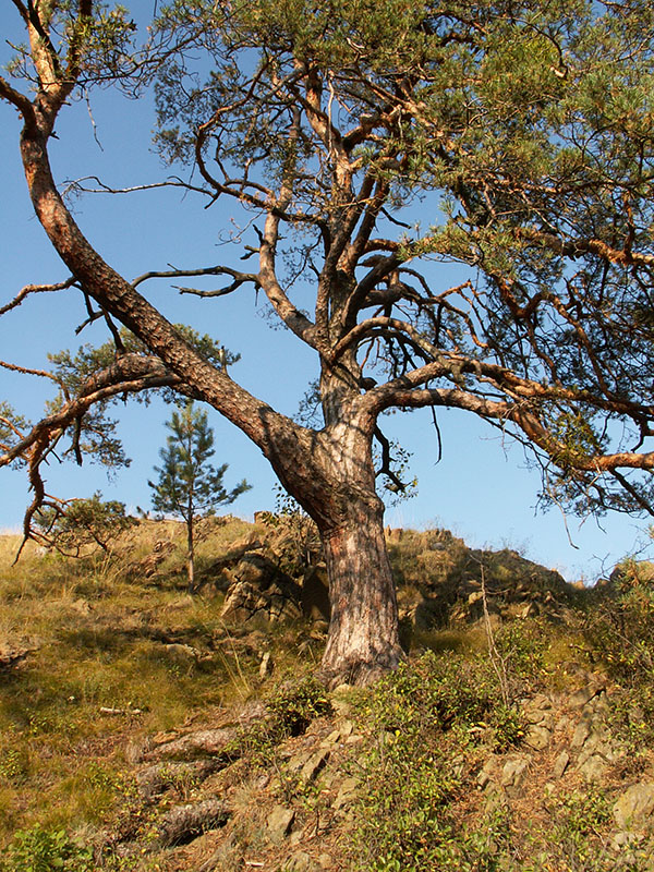 Borovice stepní (Pinus silvestris) - detail