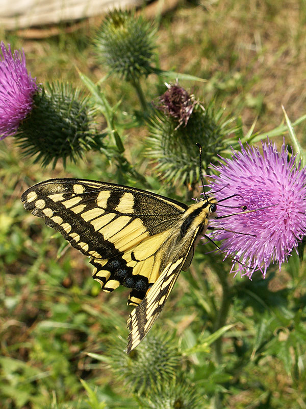 Otakrek fenyklov (Papilio machaon)