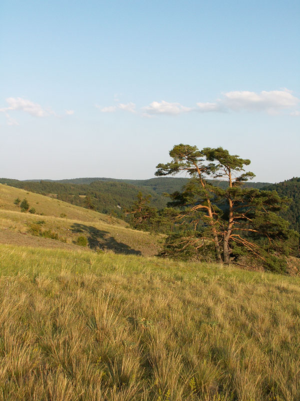 Borovice stepn (Pinus silvestris) na hadcov stepi